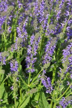 Yaz adaçayı (Salvia pratensis) yabani otlar arasında çiçek açar