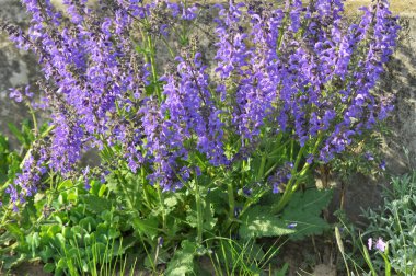 Yaz adaçayı (Salvia pratensis) yabani otlar arasında çiçek açar