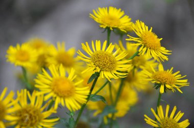 Yazın, vahşi şifalı bitki Inula vahşi doğada çiçek açar.