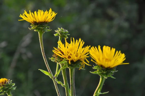 Sommeren Blomstrer Den Vilde Lægeplante Inula Naturen - Stock-foto