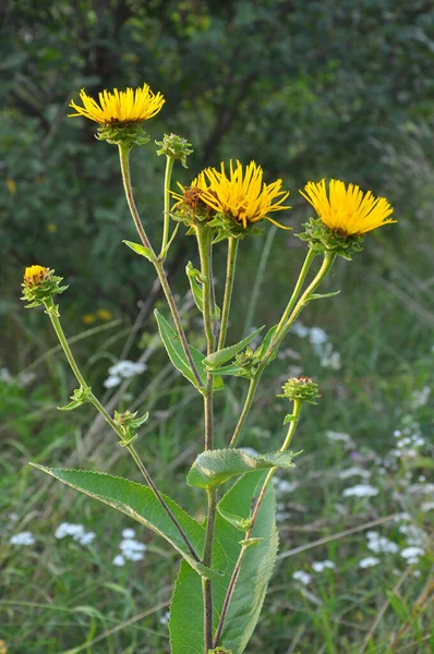 Verano Planta Medicinal Silvestre Inula Florece Naturaleza — Foto de Stock