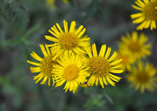 Καλοκαίρι Άγριο Φαρμακευτικό Φυτό Inula Ανθίζει Στην Άγρια Φύση — Φωτογραφία Αρχείου