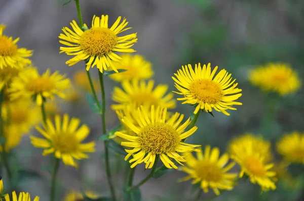 Été Plante Médicinale Sauvage Inula Fleurit Dans Nature — Photo