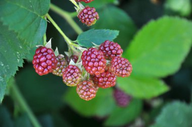 Çalı dalında böğürtlenleri olgunlaştır (Rubus fruticosus)