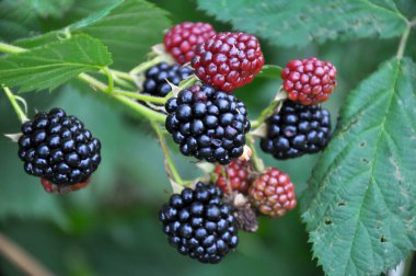 Çalı dalında böğürtlenleri olgunlaştır (Rubus fruticosus)
