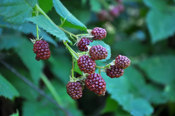 Στον Θάμνο Κλαδί Ωριμάζουν Βατόμουρα Rubus Fruticosus — Φωτογραφία Αρχείου