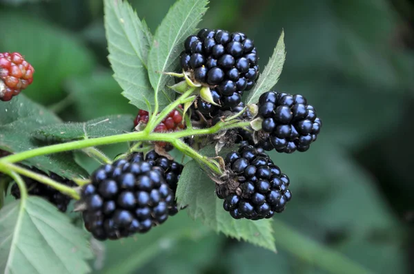 Tak Bush Rijpen Bramen Rubus Fruticosus — Stockfoto