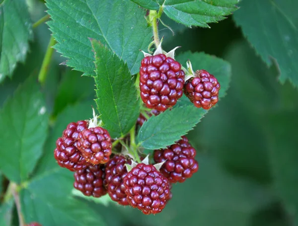 Tak Bush Rijpen Bramen Rubus Fruticosus — Stockfoto