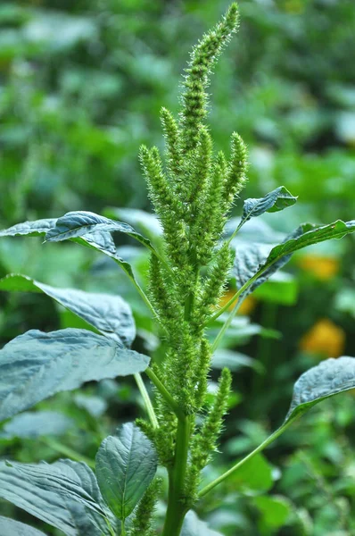 農業作物の間で自然界では 雑草はアマランサスの後屈草を成長させる — ストック写真