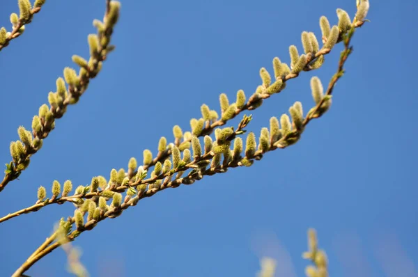 Het Voorjaar Wilg Salix Caprea Tak Bloeit Natuur — Stockfoto