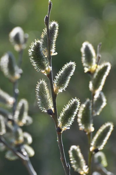 Lkbaharda Söğüt Ağacı Salix Caprea Doğada Çiçek Açar — Stok fotoğraf