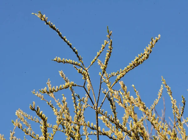 Jaře Kvete Vrba Salix Caprea Přírodě — Stock fotografie