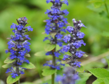 Ajuga sürüngenleri doğada büyür ve çiçek açar.