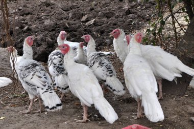 Kırsal bir arka bahçede ev hindisi sürüsü