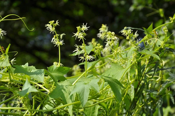 Summer Echinocystis Lobata Grows Wild — Stock Photo, Image