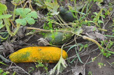 Kabak hasadı açık organik toprakta olgunlaşmıştır.