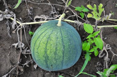 Tarlada, açık arazide olgun karpuzlar.