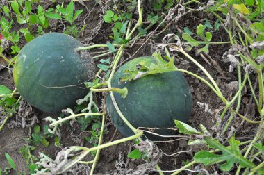 Tarlada, açık arazide olgun karpuzlar.