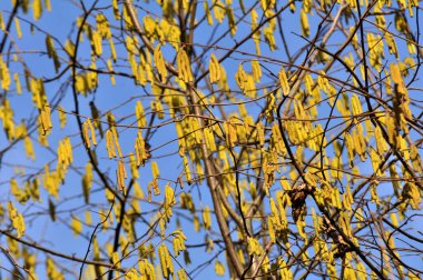 Bahar mevsiminde yaygın ela (Corylus avellana) ön kısımlarda çiçek açar