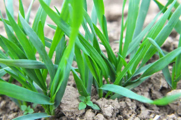 Autumn Shoots Winter Wheat Growing Field — Stock Photo, Image