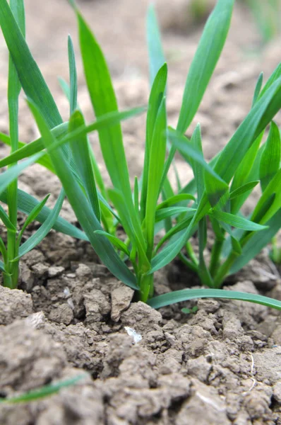 Autumn Shoots Winter Wheat Growing Field — Stock Photo, Image