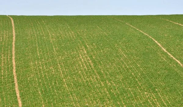 Bonnes Semailles Blé Hiver Dans Champ Ferme Printemps — Photo