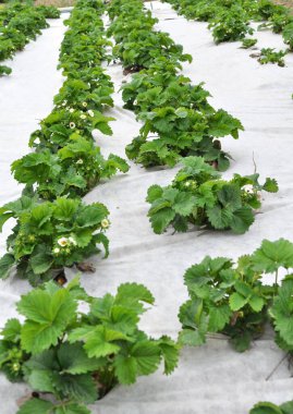 Açık arazide beyaz agrofibe kullanarak çilek yetiştiriyor.