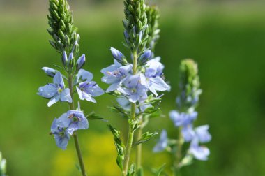 In the spring, Veronica prostrata blooms in the wild among grasses clipart