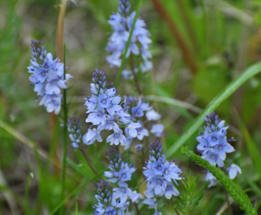 İlkbaharda, Veronica otların arasında vahşi doğada çiçek açar.