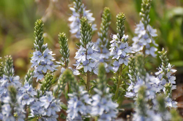 Jaře Veronica Prostrata Kvete Divočině Mezi Travinami — Stock fotografie