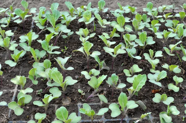 Seedlings Cabbage Grown Plastic Cassettes Organic Soil — Stock Photo, Image