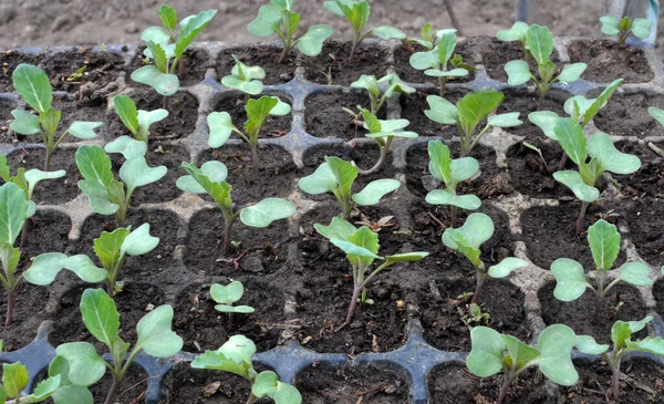 Plántulas Col Cultivadas Casetes Plástico Con Suelo Orgánico — Foto de Stock