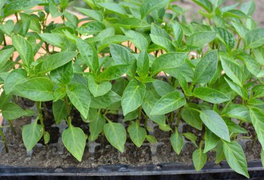 Organik topraklı kasetlerde tatlı biber filizleri yetişiyor.