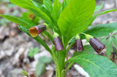 Ormandaki ilkbaharda nadir bulunan Scopolia Carniolica bitkisi çiçek açar.