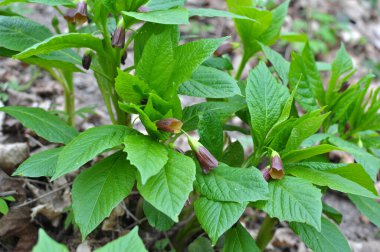 Ormandaki ilkbaharda nadir bulunan Scopolia Carniolica bitkisi çiçek açar.