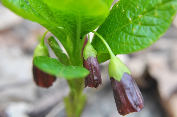 Spring Forest Wild Blooms Rare Plant Scopolia Carniolica — Stock Photo, Image