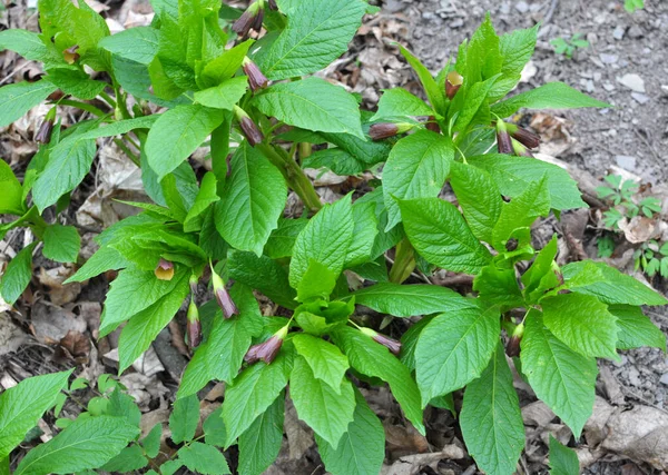 Het Voorjaar Het Bos Het Wild Bloeit Zeldzame Plant Scopolia — Stockfoto