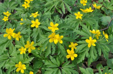 İlkbaharda vahşi ormanda anemon sarısı açar (Anemone ranunculoides).