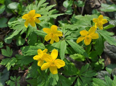 İlkbaharda vahşi ormanda anemon sarısı açar (Anemone ranunculoides).