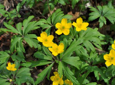 İlkbaharda vahşi ormanda anemon sarısı açar (Anemone ranunculoides).