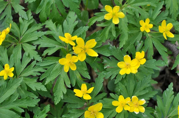 İlkbaharda vahşi ormanda anemon sarısı açar (Anemone ranunculoides).