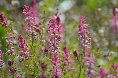 Fumaria officinalis baharda doğada çiçek açar.