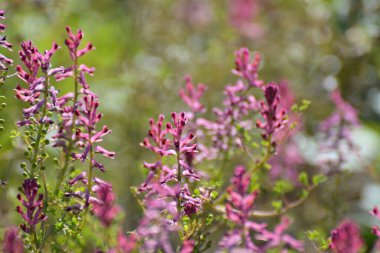 Fumaria officinalis baharda doğada çiçek açar.