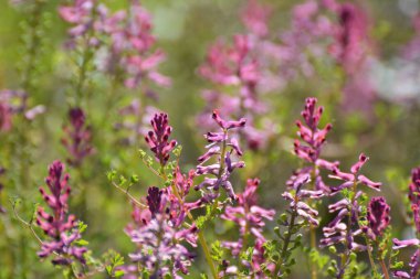 Fumaria officinalis baharda doğada çiçek açar.