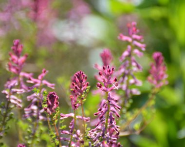Fumaria officinalis baharda doğada çiçek açar.