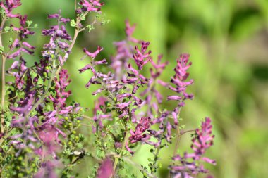 Fumaria officinalis baharda doğada çiçek açar.