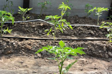 Organik toprakta domates yetiştirirken damlayan sulama ile sera.