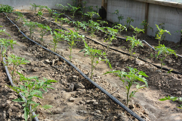 Greenhouse with drip irrigation when growing tomatoes in organic soil.