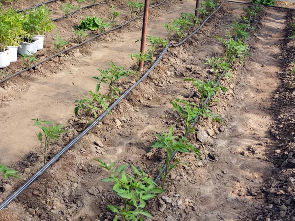Estufa Com Irrigação Por Gotejamento Cultivar Tomates Solo Orgânico — Fotografia de Stock
