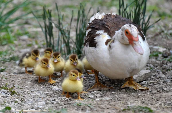 Female Muscovy Duck Cairina Moschata Her Two Day Brood — Stock Photo, Image